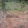 plantain planted as shade trees for cocoa during ffs